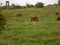 Lush Green Countryside Cattle Pasture