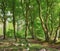 Lush green cultivated forest with trees in spring. Empty and secluded woodland with growing and blooming vegetation in