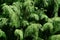 Lush green Cupressaceae evergreen branches in closeup