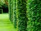 Lush green cylinder shaped bushes with dense foliage. bright light green soft lawn