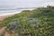 Lush Green Dune Vegetation on Beach against City Skyline