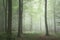 Lush green fairytale growth concept foggy forest landscape image