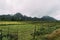 Lush  green farmland in front of sharp mountain peaks in Vang Vieng  Laos