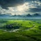 A lush green farmland with rice swaying gently in the breeze