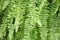 Lush green fern delicate leaves
