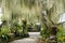 Lush green fern garden