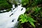 Lush green fern by the stony cascading stream