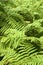 Lush green ferns fill image in boreal forest