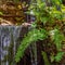 Lush Green Ferns In Front Of An Artificial Waterfall