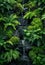 Lush Green Ferns Surrounding a Tranquil Waterfall