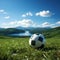 Lush green field embraces a solitary, spherical sports ball