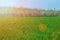 Lush green field, sky with clouds, bushes on the horizon