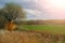 Lush green field, sky with clouds, bushes on the horizon