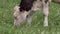 In a lush green field, a white calf with black spots grazes. The calf sports a distinctive yellow ear tag.
