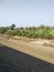 Lush green fields of crops in spring