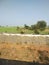 Lush green fields of crops in spring