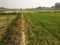 Lush green fields of crops in spring