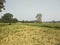 Lush green fields of crops in spring