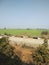 Lush green fields of crops in spring