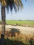 Lush green fields of crops in spring