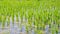 Lush green flooded rice field