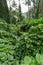 Lush green foliage on the Manoa Falls Trail