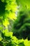 Lush green foliage of maple