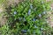 Lush green foliage and pale violet flowers of periwinkle