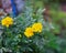 Lush green foliage with vibrant golden blooms yellow dwarf petite French marigolds at backyard garden in Dallas, Texas, America,