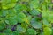 Lush green foliage of wild Lotus on the water surface