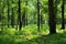 Lush green forest with diverse flora. Tall majestic trees and small bushes and ferns
