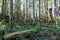 Lush green forest at Hot Springs Cove near Tofino, Canada