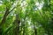 Lush green forest in New Zealand