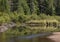 Lush green forest by a river in Algonquin Park