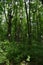 Lush green forest in summer. Tall trees and undergrowth