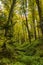 Lush Green Forest with Tall Trees