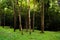 Lush green forest with tree and very green grass