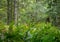 A lush green forest view, ferns, trees, dense foliage