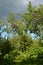 Lush green garden with plum trees and raspberry bushes in summer day