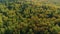 Lush Green and Golden Treetops of a Vast Forest from Above