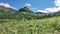 Lush green grass and colorful wildflowers grow on the Alpine meadow.