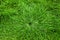 Lush Green Grass Growing Long on Lawn or Yard Growth with Sprinkler Shape