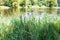 lush green grass on riverbank in summer