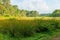 Lush green grasses grow in marshland, swamp and forest