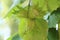 Lush green hazelnut plant with a single, vibrant bud emerging from its foliage