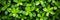 Lush green hedge wall close up of small leaves in garden, eco friendly evergreen texture