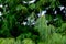 Lush green Himalaya pine tree closeup with long pine needles.