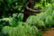 Lush green Himalaya pine tree closeup with long pine needles.