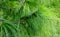 Lush green Himalaya pine tree closeup with long pine needles.