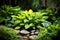 Lush green hosta plants in tropical gardens